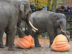 Zoo Osnabrück 13.11.16