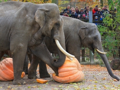 Zoo Osnabrück 13.11.16