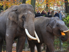 Zoo Osnabrück - 13.11.16