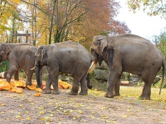 Zoo Osnabrück - 13.11.16