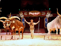 Circus-Probst-Rinder
