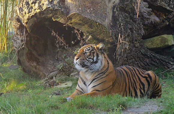 Zoo OS Sumatra-Tiger 05072016