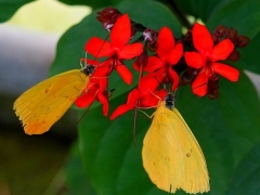 zwei gelbe Schmetterlinge auf einer roten Blüte im Schmetterlingshaus - Maxipark