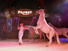 Circus-Probst-Pferde