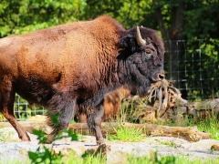 Manitoba-Bison
